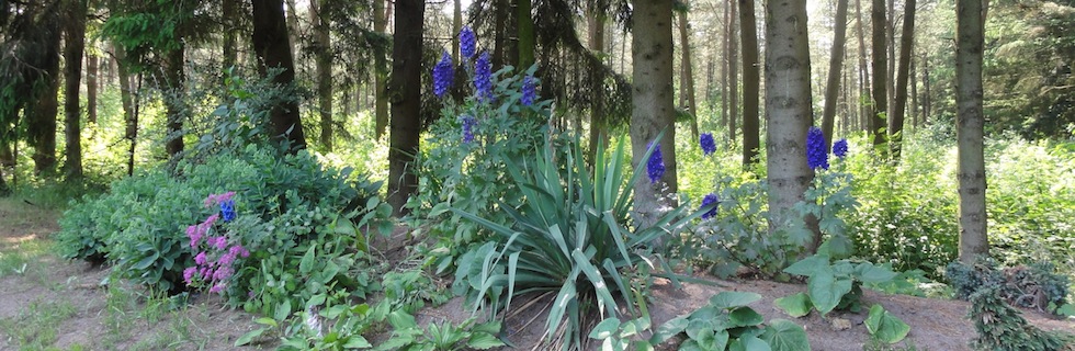 Flowers in the woods your walking through B&B Hofstede de Rieke Smit