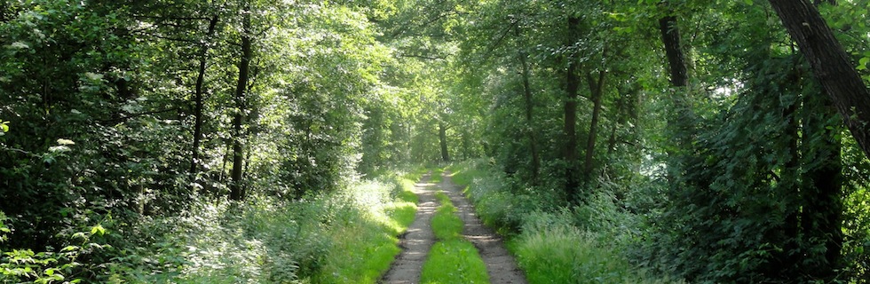 Another forest trail B&B Hofstede de Rieke Smit