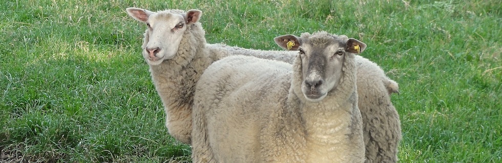 Sheep you will encounter during your walk B&B Hofstede de Rieke Smit